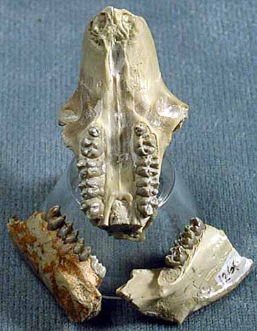 photo of a Squirrel Skull/Squirrel Jaw