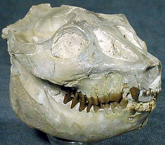 photo of a Oreodont Skull