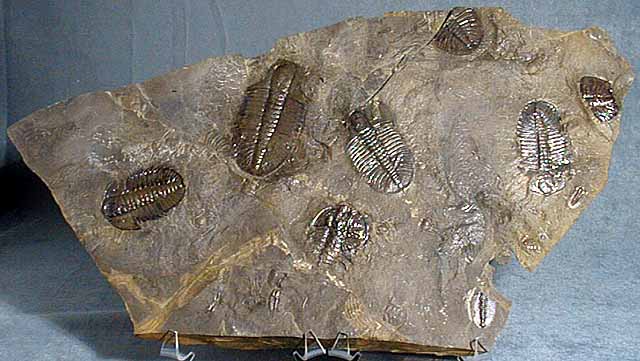 photo of a Trilobite assemblage