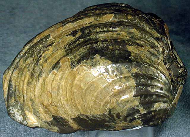 photo of a Oyster (replica)