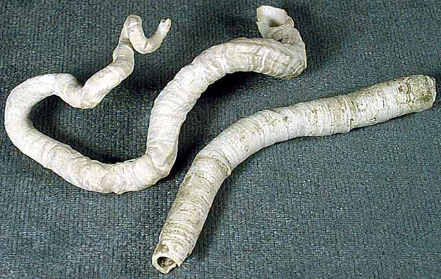photo of a Boring Worm Casts