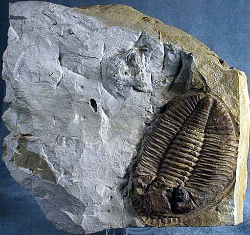 photo of a Trilobite & Brachiopod