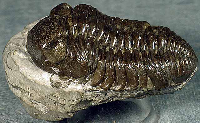 photo of a Trilobite