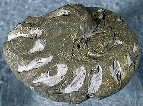 photo of a Ammonite