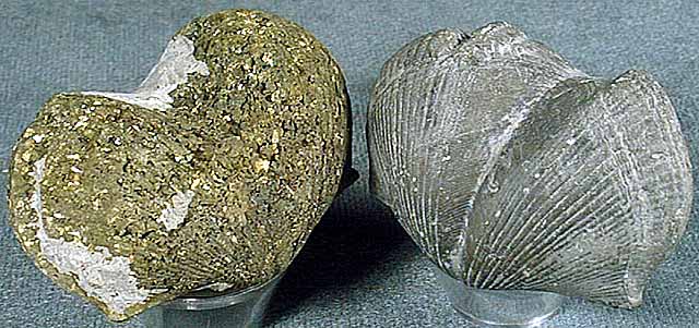 photo of a Brachiopod - pyrite replacement (left: acid etched; right: natural)