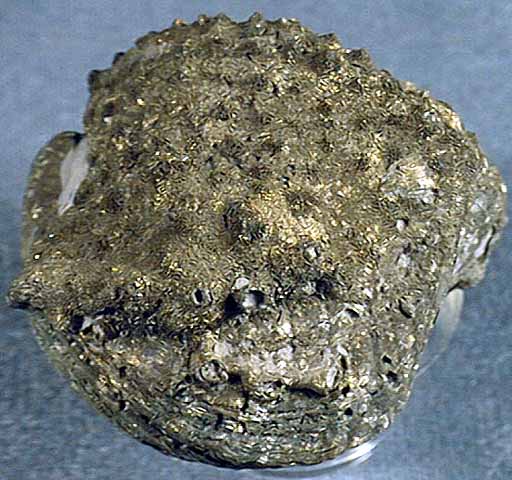 photo of a Brachiopod with encrusted bryozoan