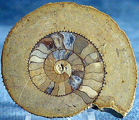 photo of a Cephalopod cross section