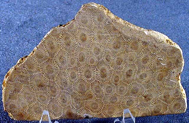 photo of a Colonial Coral Slab