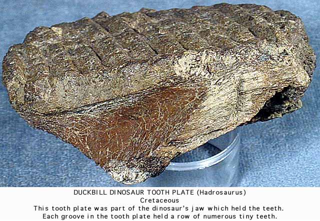 photo of a Duckbilled Dinosaur toothplate