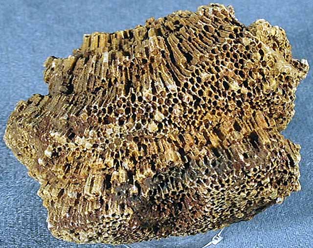 photo of a Tabulate Colonial Coral