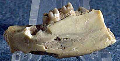 photo of a Mammal jaw and teeth