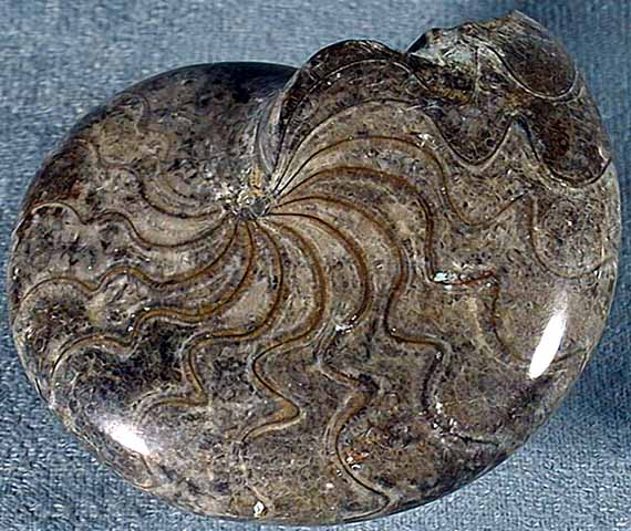 photo of a Cephalopod Goniatites