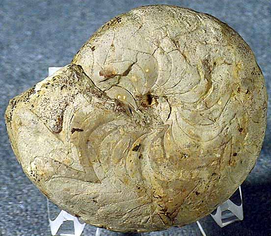 photo of a Ammonoid (Goniatite)