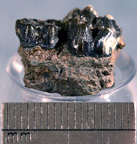 photo of a Jaw fragment