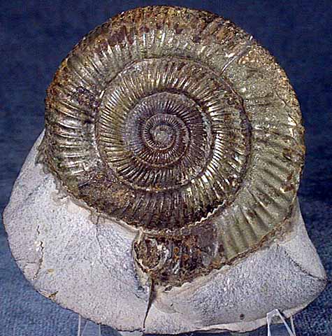 photo of a Ammonite