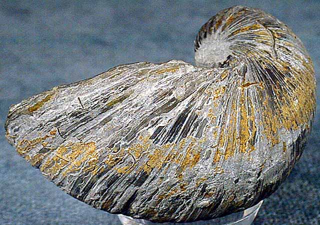 photo of a Oyster