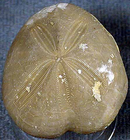 photo of a Heart Urchin (Echinoid)