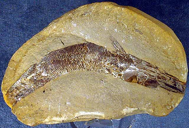 photo of a Tarpon-like Fish