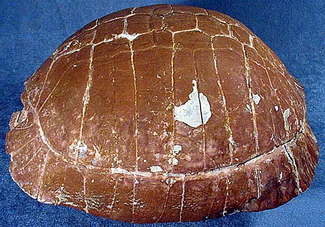 photo of a Tortoise