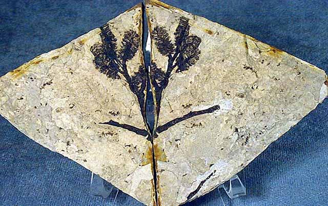 angiosperms, or flowering plants, first appeared and became abundant in the Cretaceous. Fossils of the cones