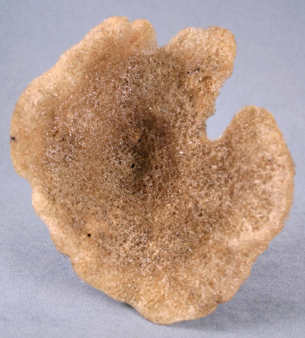 photo of a Glass Sponge Top View