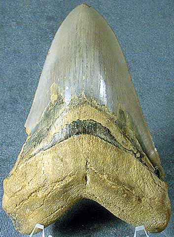 photo of a Shark Tooth