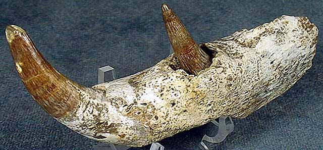 photo of a Reptile Jaw