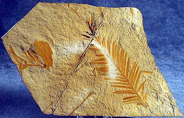 photo of a Redwood Leaf - impressions in limonite