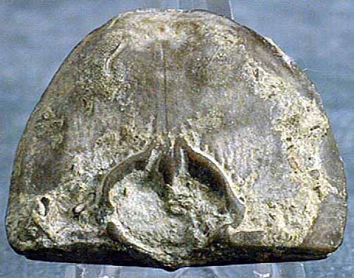 photo of a Brachiopod