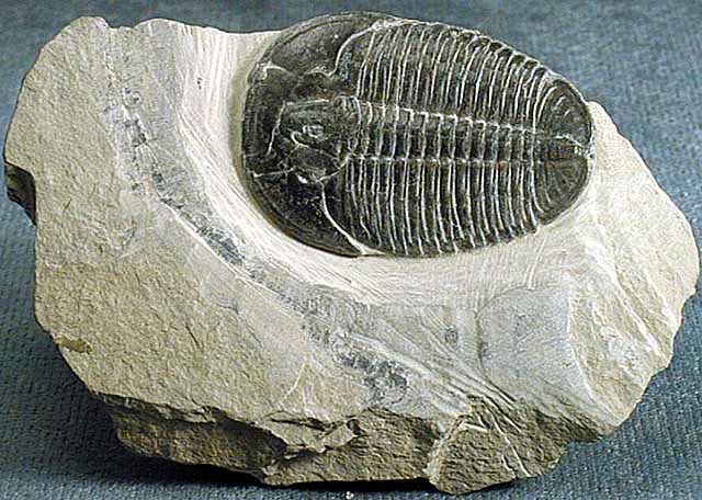 photo of a Trilobite