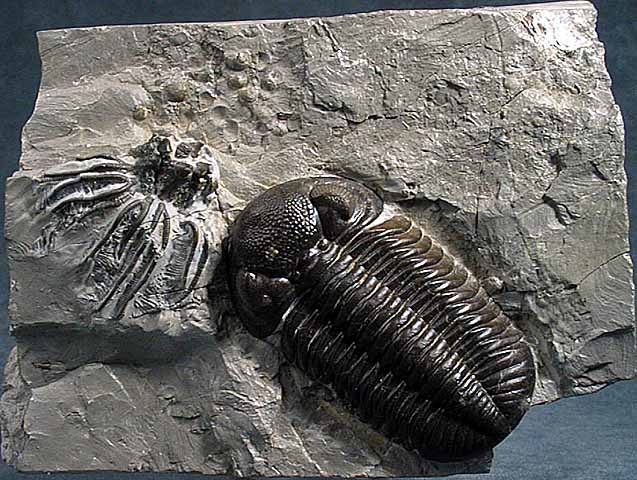 photo of a Trilobite and Crinoid