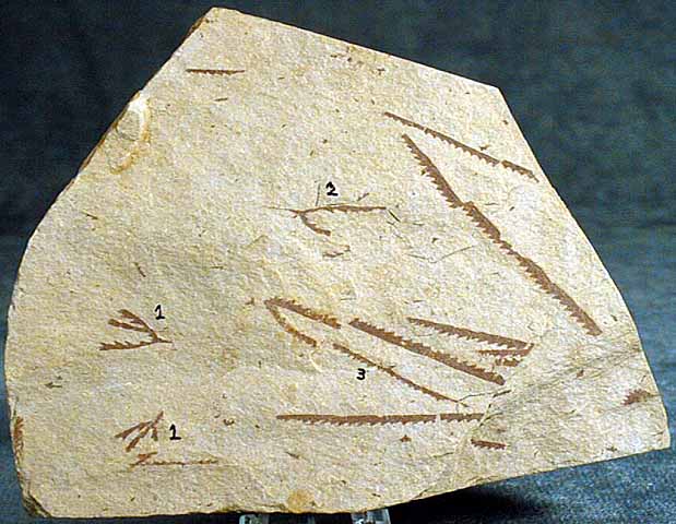 photo of a Graptolites (three species)
