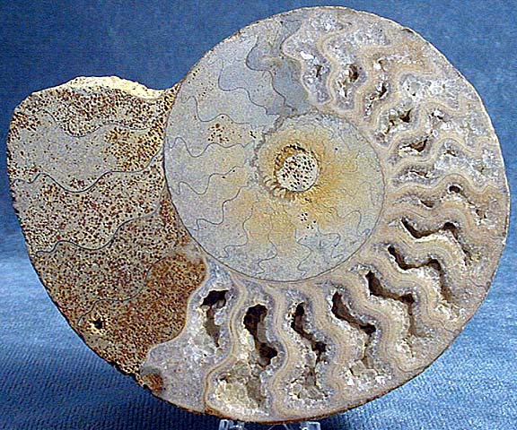 photo of a Oolite Ammonite cross section