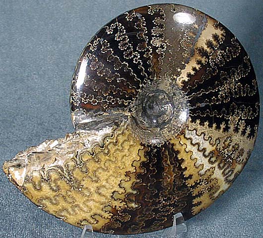 photo of a Cephalopod (Ammonite)