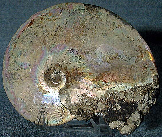 photo of a Cephalopod (Ammonite)