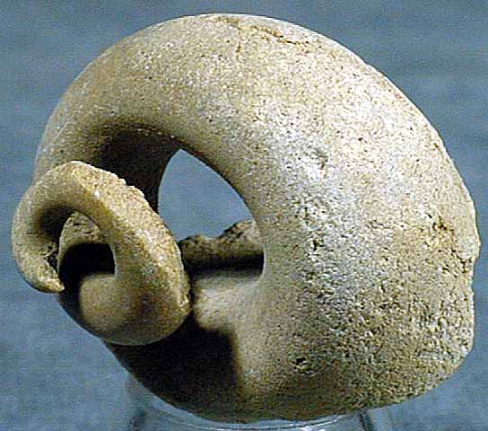 photo of a Gastropod (snail) - internal sandstone mold