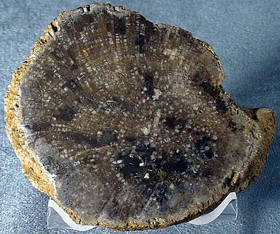 photo of a Tabulate Coral (Colony formed inside of a Platyceras snail shell.)