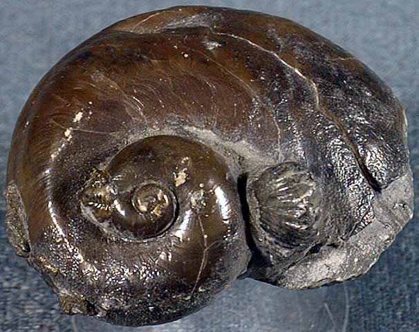 photo of a Snail