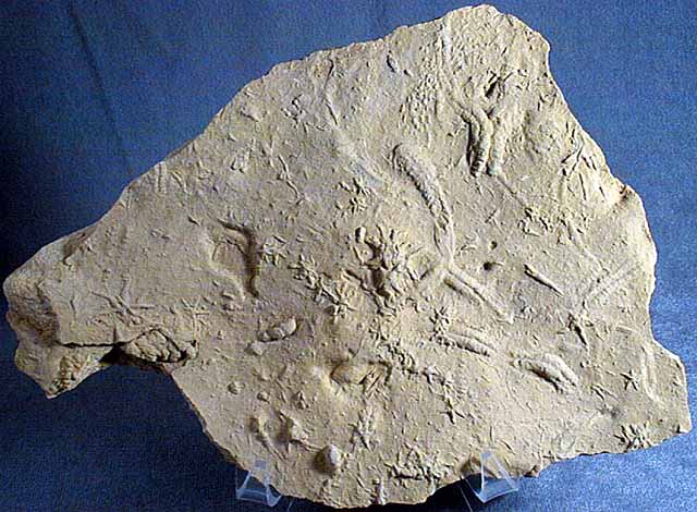 photo of a Trace Fossils (Sea star resting places and trilobite burrows.)