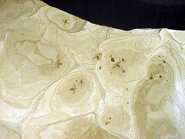 Flies fossil