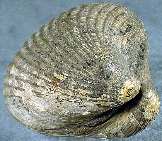 photo of a Cockle shell
