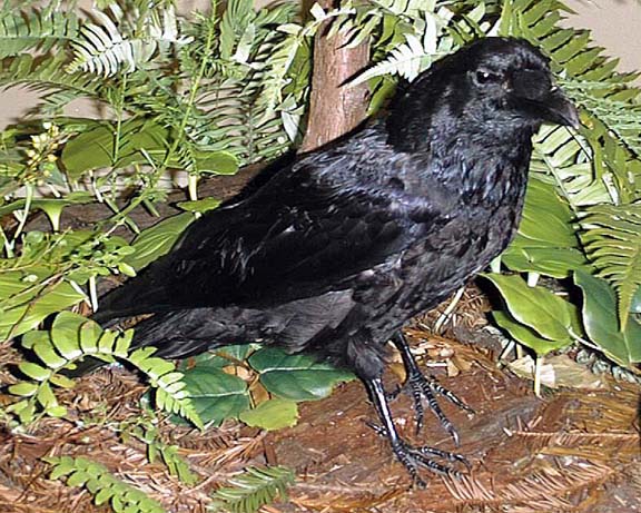 photo of a RavenSong*