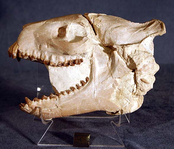 photo of a Oreodont skull