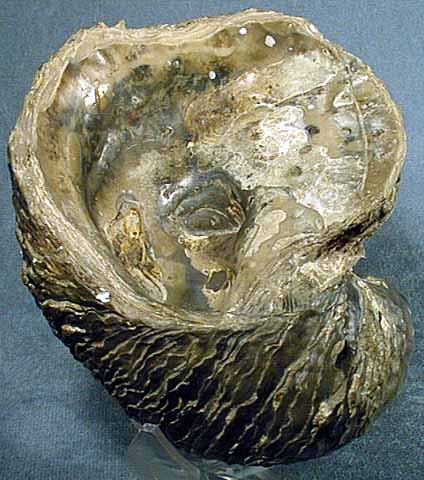 photo of a Extinct oyster relative