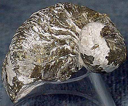 photo of a Extinct oyster (pyritized)