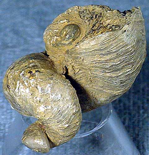 photo of a Extinct oyster