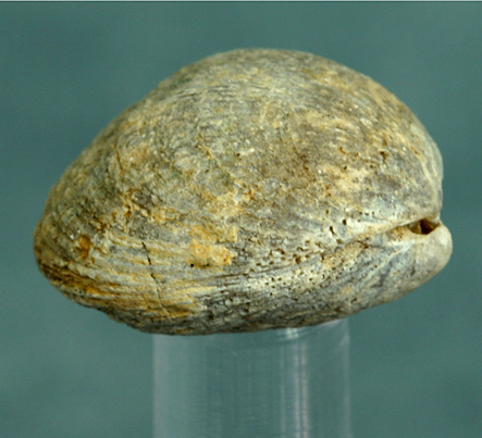 photo of a Lamp Shells (Brachiopods)
