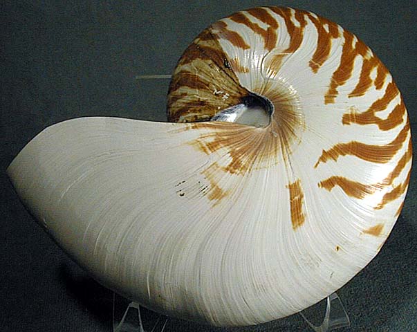 photo of a Chambered Nautilus