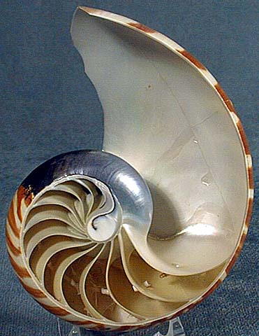 photo of a Chambered Nautilus (Cross-section)