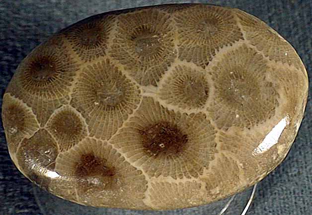 photo of a Coral (Petoskey stone)